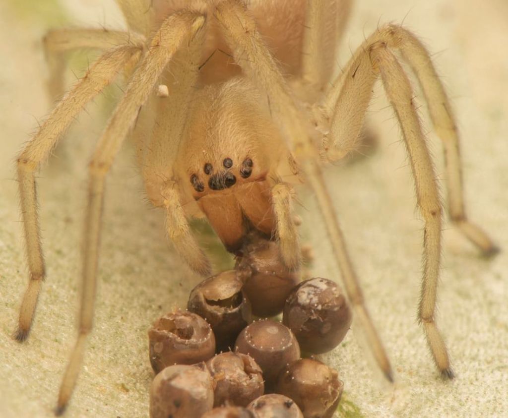 Cheiracanthium mildei che si nutre di uova di Pentatomidae